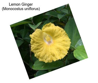 Lemon Ginger (Monocostus uniflorus)