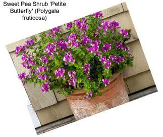Sweet Pea Shrub ‘Petite Butterfly\' (Polygala fruticosa)