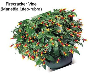 Firecracker Vine (Manettia luteo-rubra)