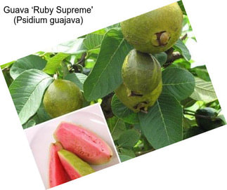 Guava ‘Ruby Supreme\' (Psidium guajava)