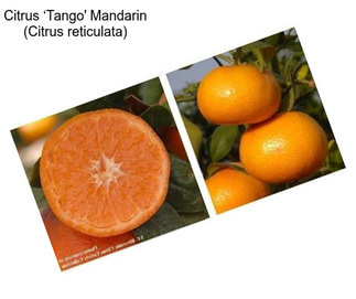 Citrus ‘Tango\' Mandarin (Citrus reticulata)