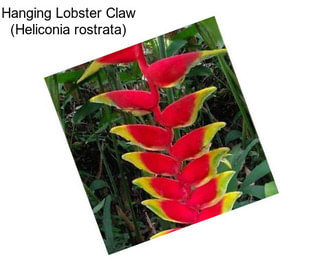 Hanging Lobster Claw (Heliconia rostrata)