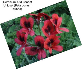 Geranium ‘Old Scarlet Unique\' (Pelargonium hybrid)