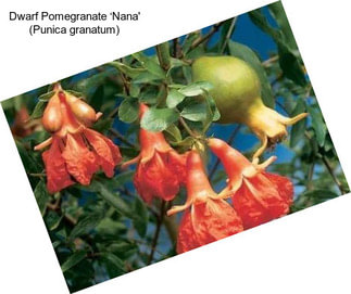 Dwarf Pomegranate ‘Nana\' (Punica granatum)