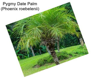 Pygmy Date Palm (Phoenix roebelenii)