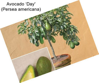 Avocado ‘Day\' (Persea americana)