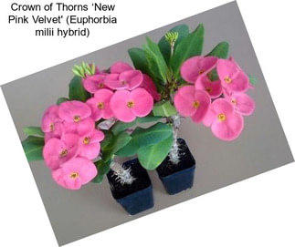 Crown of Thorns ‘New Pink Velvet\' (Euphorbia milii hybrid)