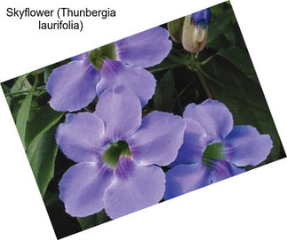Skyflower (Thunbergia laurifolia)