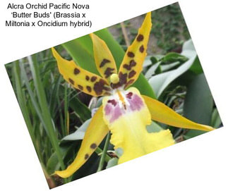 Alcra Orchid Pacific Nova ‘Butter Buds\' (Brassia x Miltonia x Oncidium hybrid)