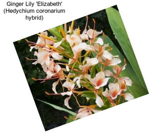 Ginger Lily \'Elizabeth\' (Hedychium coronarium hybrid)