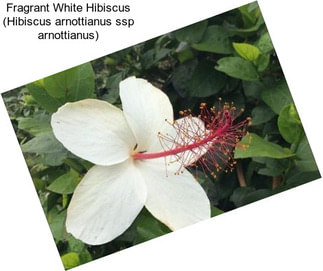 Fragrant White Hibiscus (Hibiscus arnottianus ssp arnottianus)