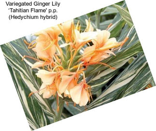 Variegated Ginger Lily ‘Tahitian Flame\' p.p. (Hedychium hybrid)