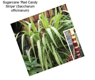 Sugarcane ‘Red Candy Stripe\' (Saccharum officinarum)