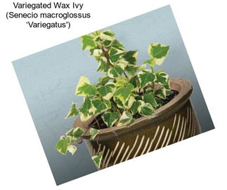 Variegated Wax Ivy (Senecio macroglossus ‘Variegatus\')