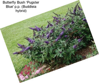 Butterfly Bush ‘Pugster Blue\' p.p. (Buddleia hybrid)