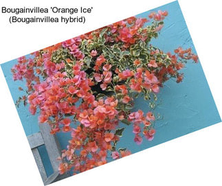 Bougainvillea \'Orange Ice\' (Bougainvillea hybrid)