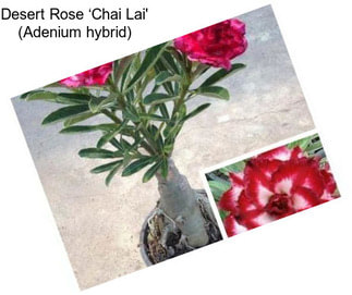 Desert Rose ‘Chai Lai\' (Adenium hybrid)