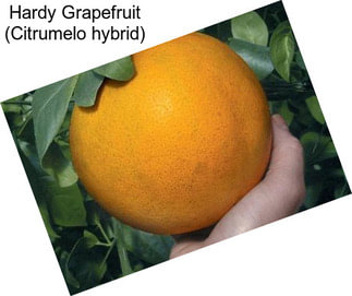 Hardy Grapefruit (Citrumelo hybrid)