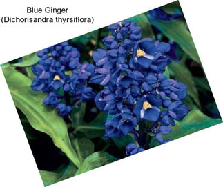 Blue Ginger (Dichorisandra thyrsiflora)