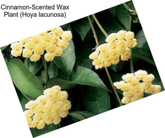 Cinnamon-Scented Wax Plant (Hoya lacunosa)