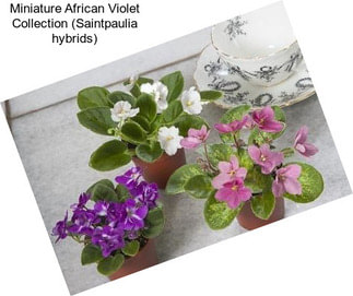 Miniature African Violet Collection (Saintpaulia hybrids)