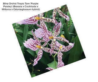 Bllra Orchid Tropic Tom ‘Purple Paisley\' (Brassia x Cochlioda x Miltonia x Odontoglossum hybrid)