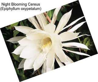 Night Blooming Cereus (Epiphyllum oxypetalum)