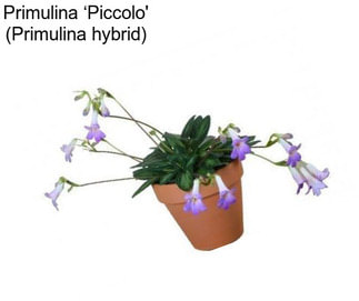 Primulina ‘Piccolo\' (Primulina hybrid)