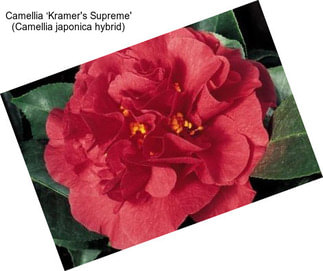 Camellia ‘Kramer\'s Supreme\' (Camellia japonica hybrid)