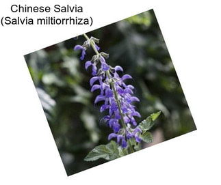 Chinese Salvia (Salvia miltiorrhiza)