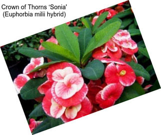 Crown of Thorns ‘Sonia\' (Euphorbia milii hybrid)