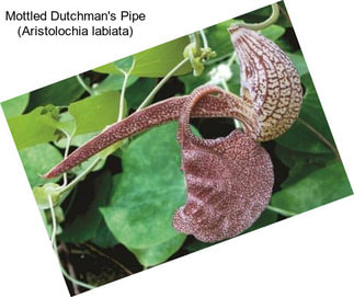 Mottled Dutchman\'s Pipe (Aristolochia labiata)