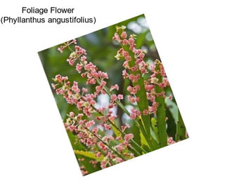 Foliage Flower (Phyllanthus angustifolius)