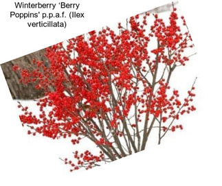 Winterberry ‘Berry Poppins\' p.p.a.f. (Ilex verticillata)