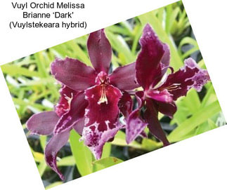 Vuyl Orchid Melissa Brianne ‘Dark\' (Vuylstekeara hybrid)