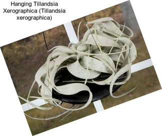Hanging Tillandsia Xerographica (Tillandsia xerographica)