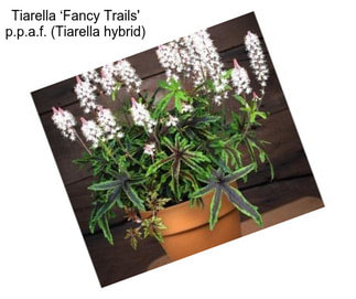 Tiarella ‘Fancy Trails\' p.p.a.f. (Tiarella hybrid)