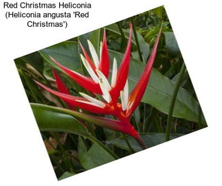 Red Christmas Heliconia (Heliconia angusta \'Red Christmas\')