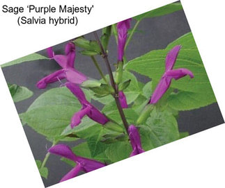 Sage ‘Purple Majesty\' (Salvia hybrid)