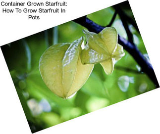 Container Grown Starfruit: How To Grow Starfruit In Pots