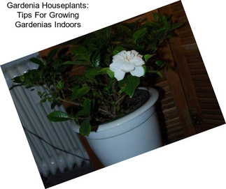 Gardenia Houseplants: Tips For Growing Gardenias Indoors