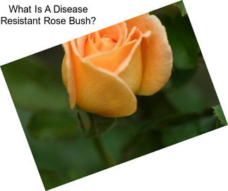 What Is A Disease Resistant Rose Bush?