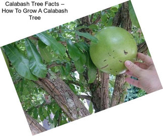 Calabash Tree Facts – How To Grow A Calabash Tree