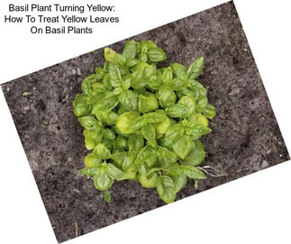 Basil Plant Turning Yellow: How To Treat Yellow Leaves On Basil Plants