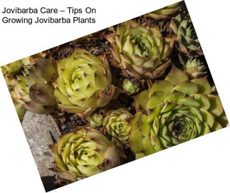 Jovibarba Care – Tips On Growing Jovibarba Plants