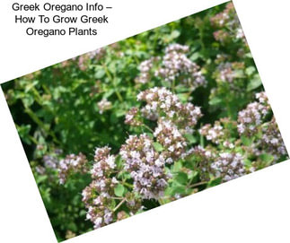 Greek Oregano Info – How To Grow Greek Oregano Plants