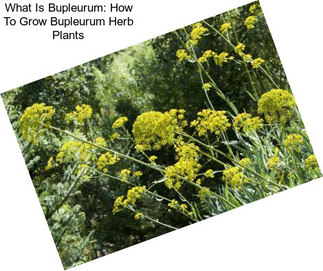 What Is Bupleurum: How To Grow Bupleurum Herb Plants