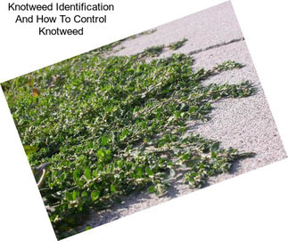 Knotweed Identification And How To Control Knotweed