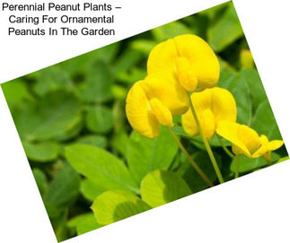 Perennial Peanut Plants – Caring For Ornamental Peanuts In The Garden