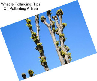 What Is Pollarding: Tips On Pollarding A Tree